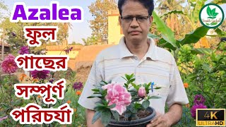 এজেলিয়া ফুল গাছের প্রতিস্থাপন ও পরিচর্যা  Azalea Flower Plant Care amp Plantation Versatile Gardener [upl. by Musetta993]