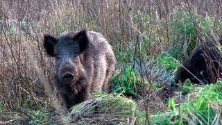 The Shooting Show  British boar under moonlight and Heym SR21 review [upl. by Reemas]