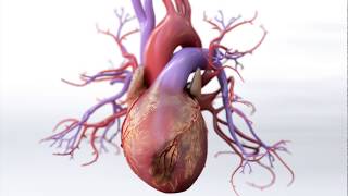 What is Coronary Artery Disease  Mechanism of Disease [upl. by Isborne]