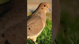 Mourning Dove Song Video Bird Songs Eastern North AmericaPeaceful Nature Sounds [upl. by Eromle]