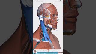 Visual Anatomy 3D  Facts about the Sternocleidomastoid muscle [upl. by Nil]