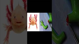 Axolotl axolotlregeneration shorts short shortsvideo shortvideo axolotl regeneration [upl. by Gudrin]