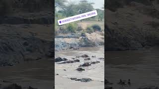 Wildebeest herd spotted during a river crossing near Robanda [upl. by Pia]