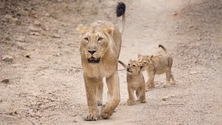 Protecting Asiatic lions in the Gir Forest [upl. by Ori]