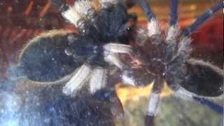 Monocentropus balfouri mating Paarung [upl. by Ellerrad]