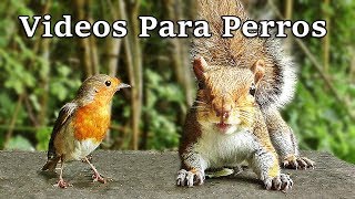 Videos Para Perros  Pájaros y Ardillas [upl. by Gwyneth]