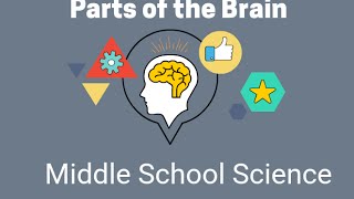 Brain Lobes and Left and Right Hemispheres of the Brain [upl. by Plumbo]