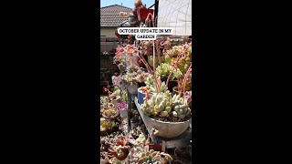 UPDATE IN MY SUCCULENT GARDEN October 2024 [upl. by Andri]