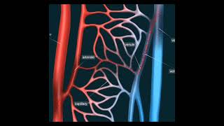 Arteries Veins amp Capillaries  shorts youtubeshorts biology circulatorysystem [upl. by Smaoht]