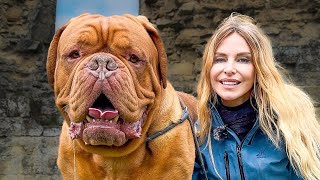 DOGUE DE BORDEAUX  FEROCIOUS GUARD DOG OR FAMILY PET  French Mastiff [upl. by Arebma57]