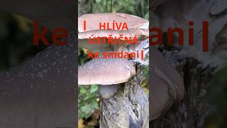 Hlíva ústřičná  snídaně mushroom houby [upl. by Greenfield]