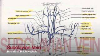 Veins in Upper Body Tutorial [upl. by Yelwah886]