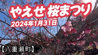 八重瀬岳【八重瀬町】2024年1月31日桜は何分咲き？ [upl. by Iralav]