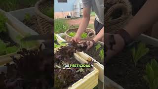 ¿Te gustaria cultivar en casa cultivarencasa cultivaencasa plantas cultivohidroponico jardin [upl. by Rainer]