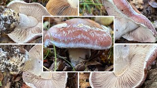 Schleiereule Verwechselung amp Speisewert  Blaugestiefelter Schleimkopf  Cortinarius praestans [upl. by Artemla855]