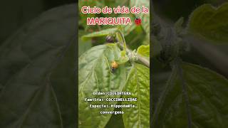 Ciclo de vida de la mariquita Hippodamia convergensentomology ciencia nature insectos fyp [upl. by Joella]