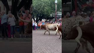 Fort Worth Cattle Drive at the Fort Worth Stockyards District [upl. by Rebeh]