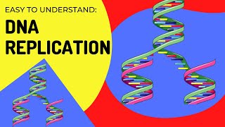 Easy to understand  DNA Replication [upl. by Llenrev]