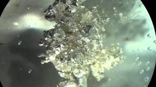 Grow Silver Metal Crystals by Electrochemistry [upl. by Yenoh]