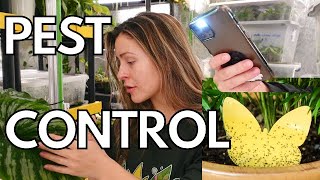 10 EASY Ways to Prevent Pests on Houseplants  Solutions for Plant Pests houseplant pests thrips [upl. by Theadora]