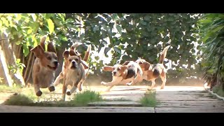 Beagle breeder in India II Top beagle puppies II Sanrams kennel II Tailwaggers [upl. by Tanner]