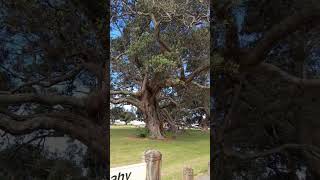 Tiki tour 11 Ohope beach amp pohutukawa trees [upl. by Anerehs]