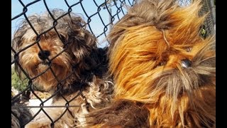 STAR WARS DOG MEETS NEW FRIEND CHEWBACCA [upl. by Norraf]