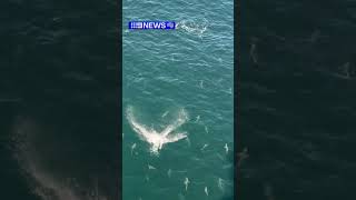 Dozens of sharks spotted off oil rig [upl. by Ayrb]