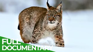 The Lynx is Back  Free Documentary Nature [upl. by Atsok]