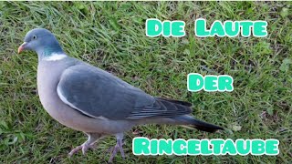 Die Laute der Ringeltaube Lovenature Tierlaute Taubenlaute [upl. by Cestar]