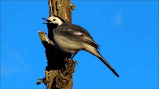 Small bird sing [upl. by Sheela]