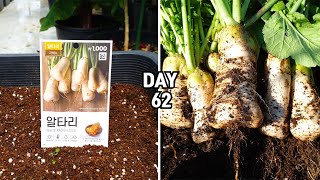 화분에 다이소 알타리무총각무 키우기  How to grow white radish in container at home [upl. by Eelytsirk]