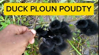 Duck PLOUN POUDTYডাক পালন পদ্ধতিviralvideo video Duck [upl. by Malinda518]