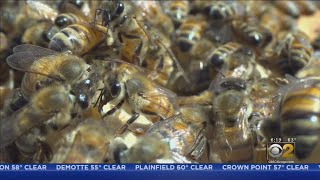 CBS 2 Rooftop Abuzz With Hive Of Activity As Beekeepers Maintain Urban Bee HIves [upl. by Nodnek9]