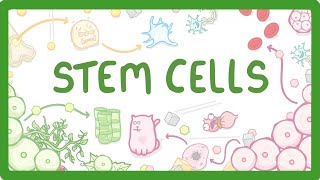 GCSE Biology  What are Stem Cells Difference Between Embryonic and Adult Stem Cells 11 [upl. by Ailliw331]