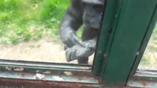 Clever Chimpanzee Asks Zoo Visitors To Free Him [upl. by Winni]