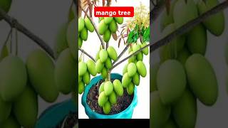 How to propagation mango tree by air layering mangotree [upl. by Allehcram]