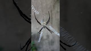 Argiope trifasciataBanded Garden Spider insects beautifulinsects beautifulnature nature spider [upl. by Shawn]