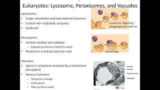 Endomembrane System Part II Lysosomes Peroxisomes and Vacuoles [upl. by Delorenzo]