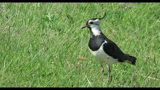 443 Čejka chocholatá Vanellus vanellus Northern Lapwing Kiebitz [upl. by Noisla]