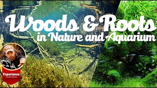 Wood and Roots in Nature and Aquarium [upl. by Baptlsta]