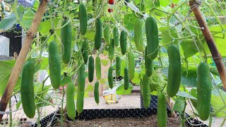 How to grow Cucumbers vertically extremely lots of fruit Growing cucumbers [upl. by Nylatsyrk]