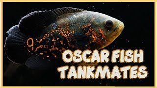 Top 15 Compatible Tankmates of Oscar Fish [upl. by Enelrak691]