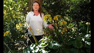 Get It Growing Ligularia plants keep landscapes green during winter [upl. by Gratt]