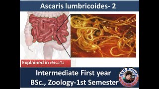 Ascaris lumbricoides2  Ascaris lumbricoides life cycle BSc Zoology 1st Semester  HSR Bioinfo [upl. by Hanafee]