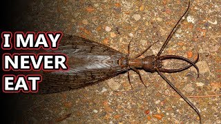 Dobsonfly facts also known as hellgrammites  Animal Fact Files [upl. by Collen]