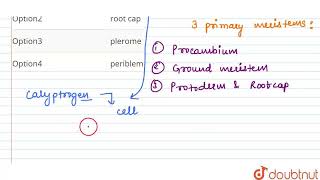 Calyptrogen gives rise to  CLASS 11  ANATOMY OF FLOWERING PLANTS  BIOLOGY  Doubtnut [upl. by Furgeson]