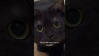 SelfCare Check with ASMR Cat 🐾✨asmr cats selfcare [upl. by Ailedo]