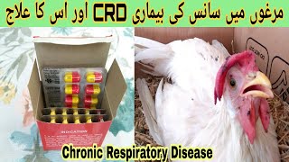 Chronic respiratory disease ka ilaj I CRD treatment IHealthyandbeautifulpets [upl. by Kaspar]