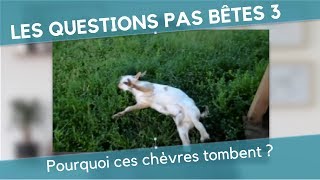 Les Questions Pas Bêtes 3  POURQUOI CES CHÈVRES TOMBENT [upl. by Wonacott]